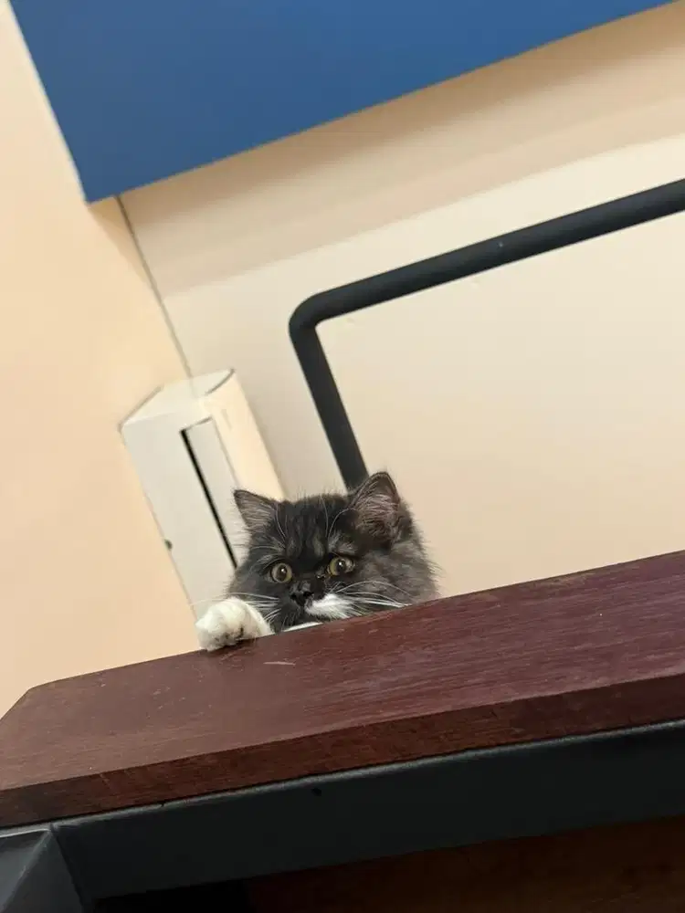 Kucing persian for adoption