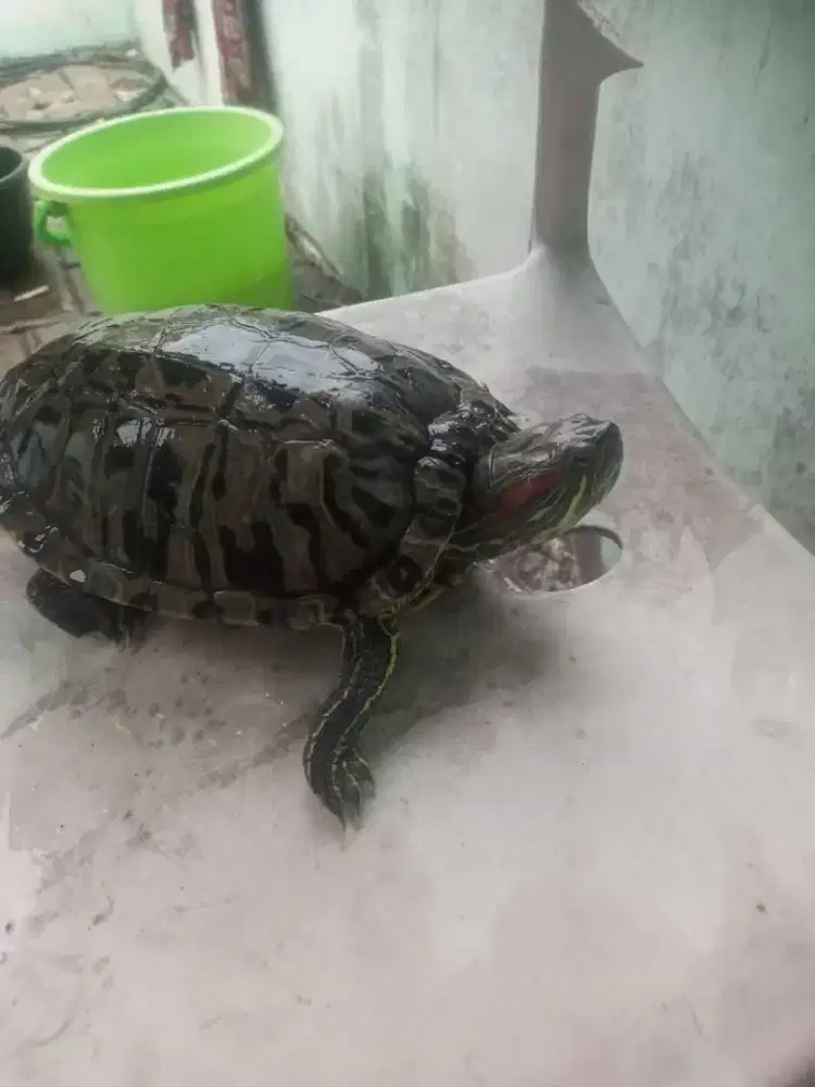 Jual kura kura Brazil
