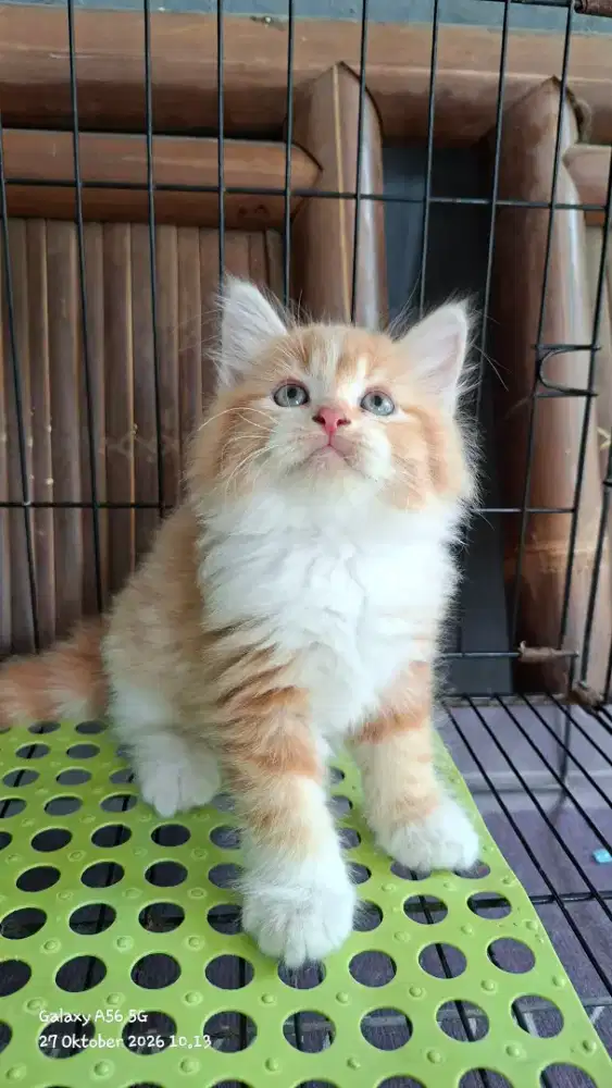 Anak kucing anggora/kitten flatnose jantan/kucing persia  jantan