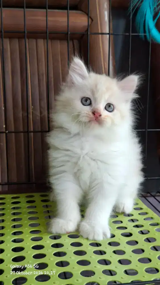 Kucing jantan /kucing persia  jantan/kitten persia  jantan