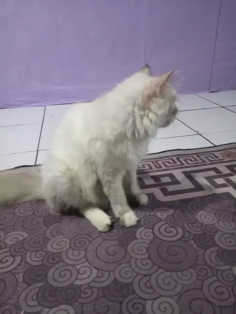 kucing persia himalaya umur 7 bulan