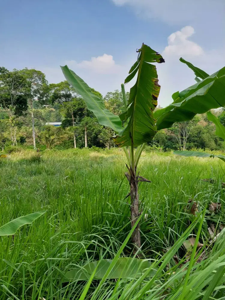 Dijual Tanah Strategis SHM Cocok untuk Peternakan,Perkebunan,Villa.