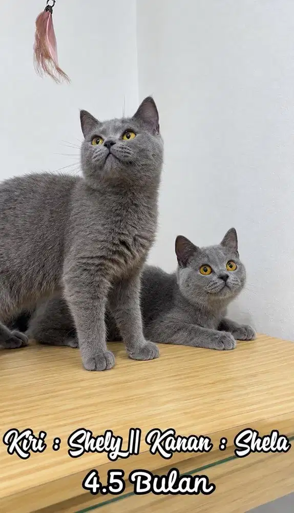 Kucing BSH Kitten Betina