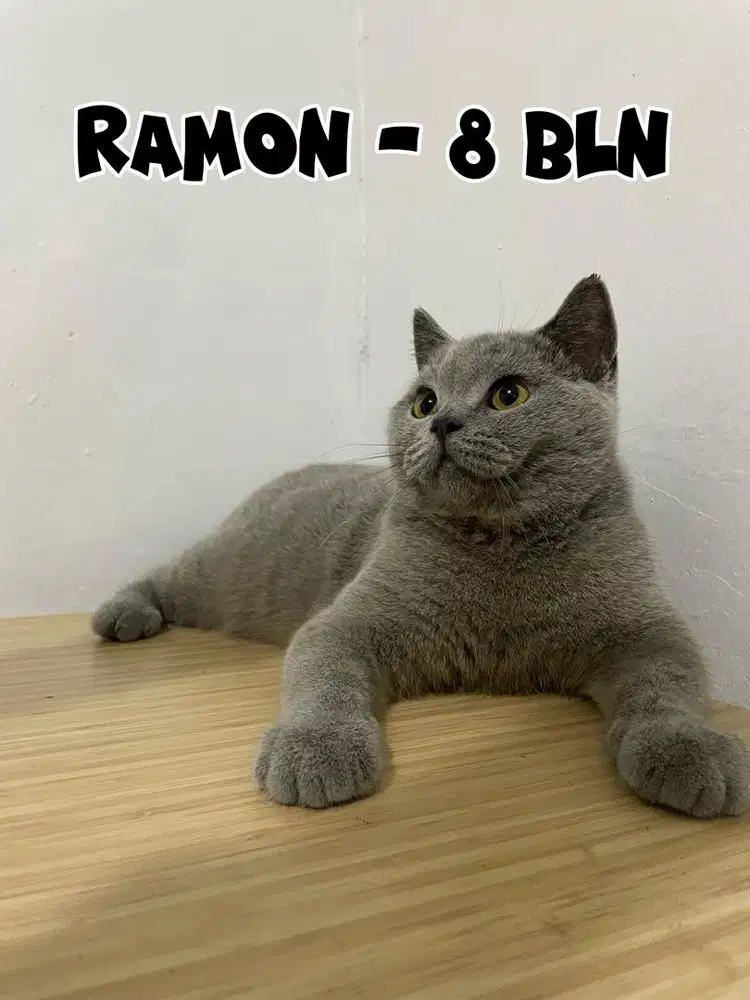 Kucing BSH Jantan