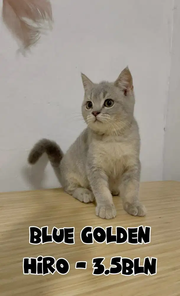 Kucing BSH Jantan BlueGolden