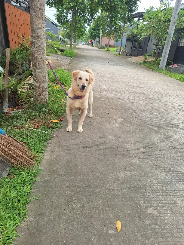 Dijual golden betina