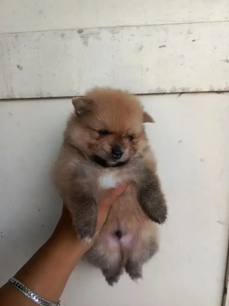Ready poodle dan minipom