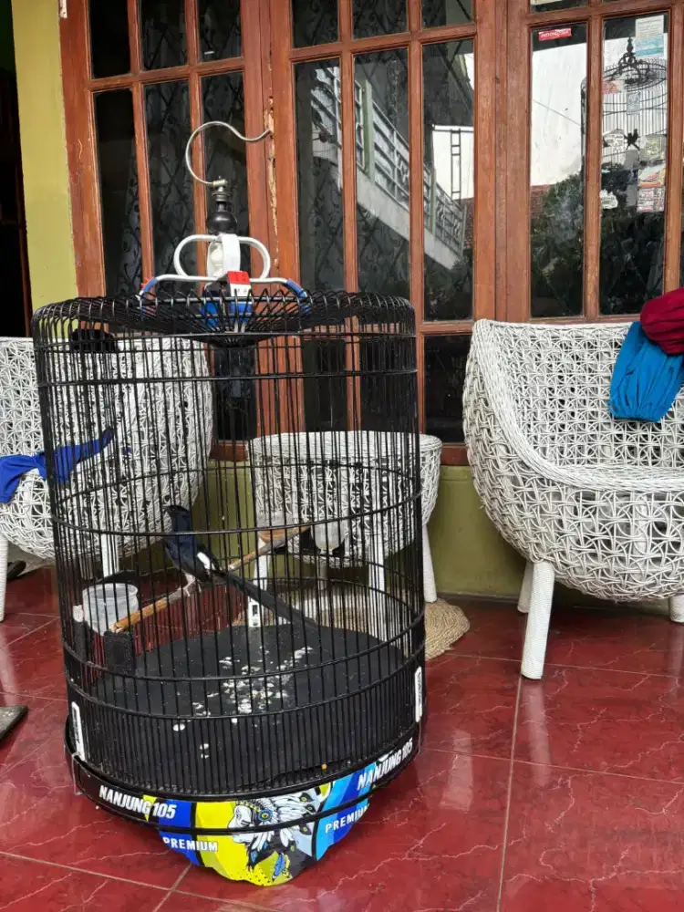 Murai Batu Gacor Plus Kandang