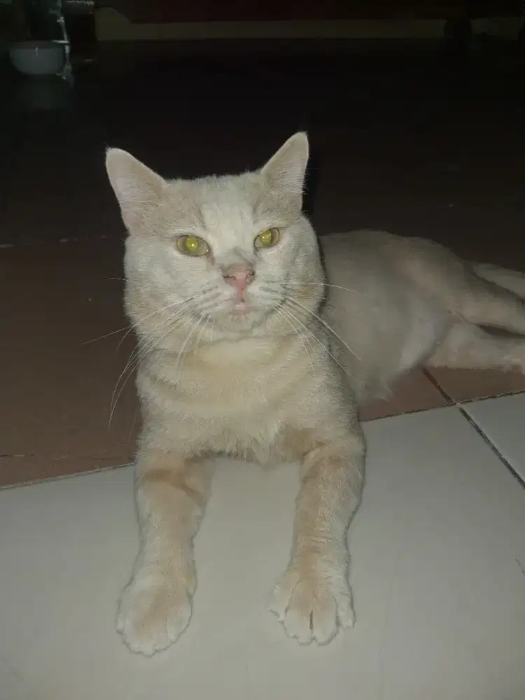 BRITISH SHORTHAIR CREAM SOLID