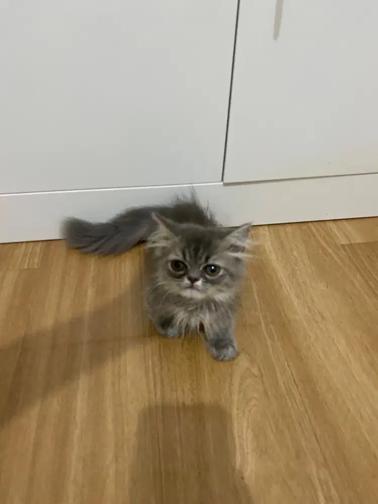 kucing munchkin flatnose
