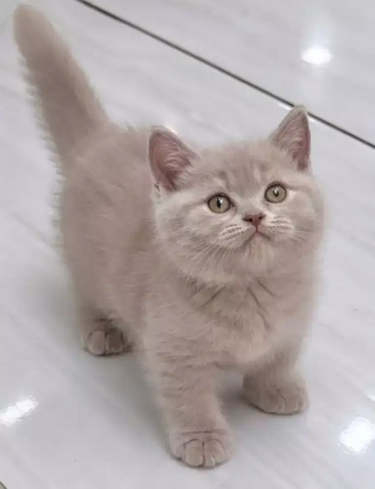 British shorthair lilac female ped wcf