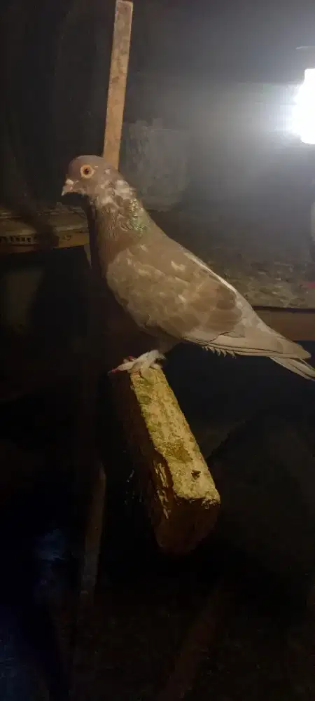 2 merpati betina borongan