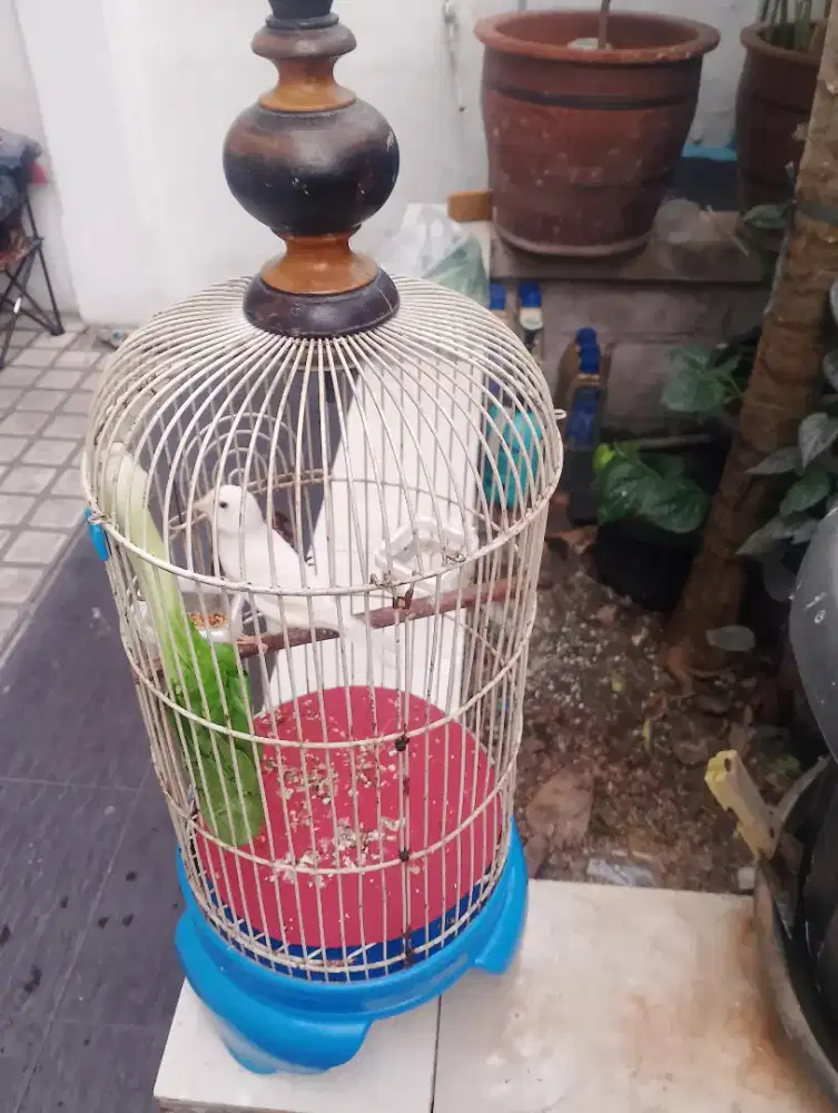 Burung kenari putih pocong