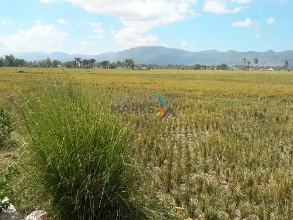 Dijual Tanah, Lahan di Jalan Kesehatan, Desa Toto Utara, Kecamatan Tilongkabila, Kabupaten Bonebolango, Propinsi Gorontalo