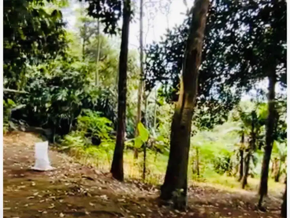 Tanah kebun di ciawi bogor sudah ada pohon duriannya,