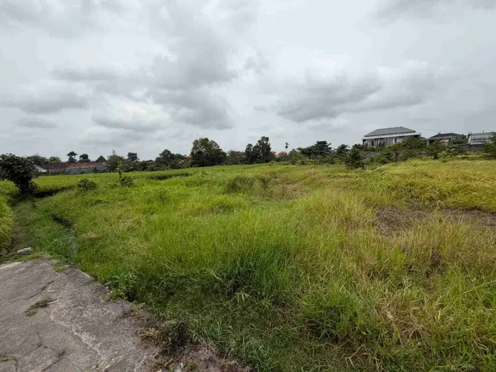 land for lease at buduk with ricefield view