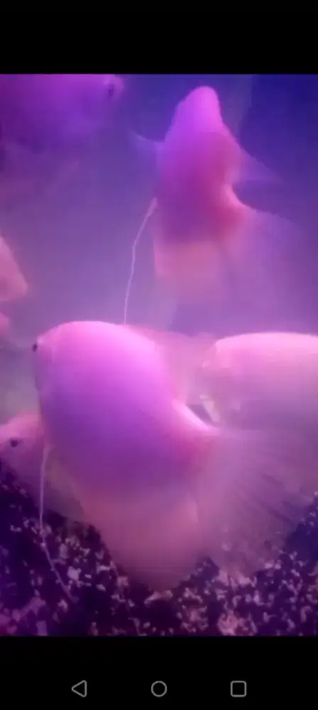 Gurame Padang hiasan aquarium