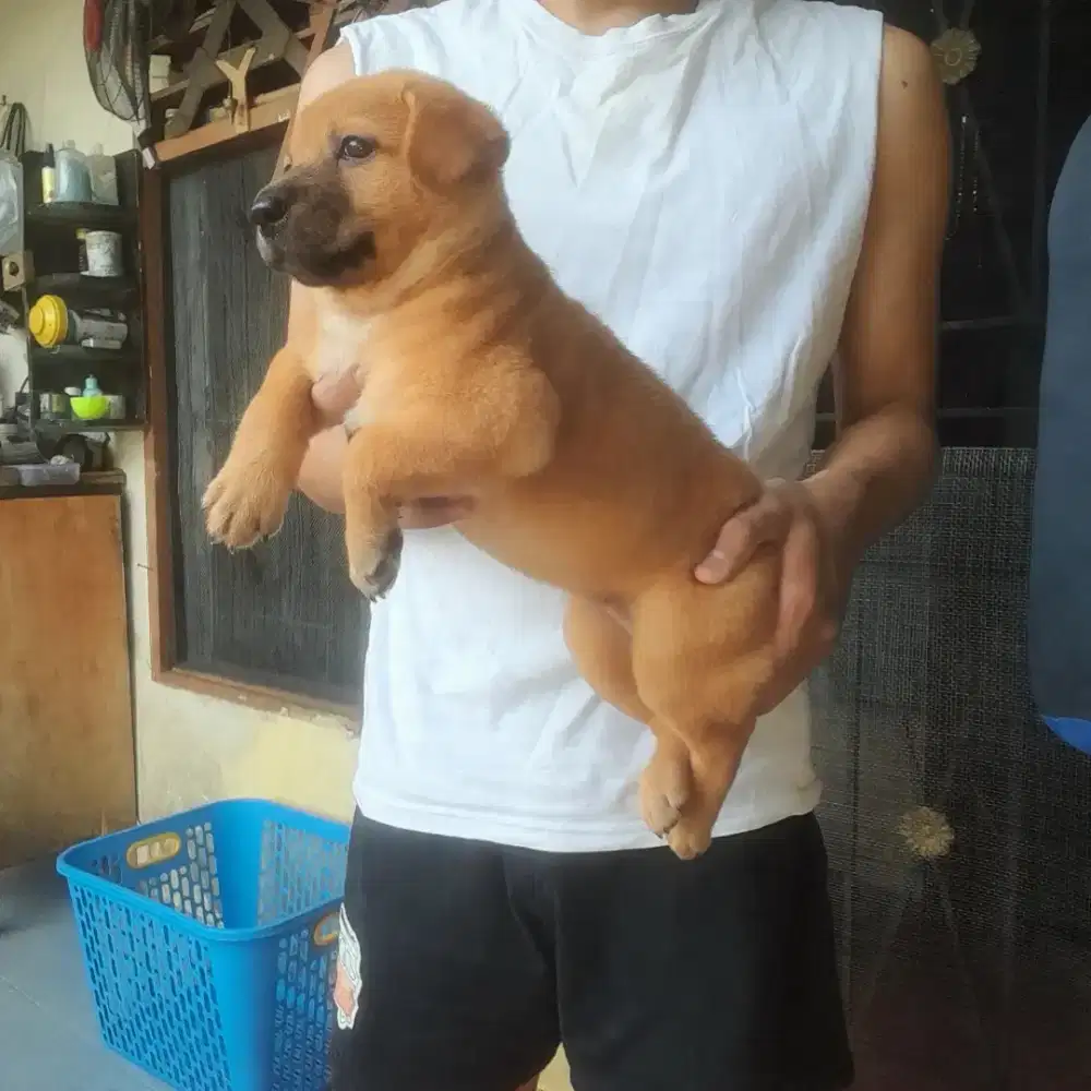 Anak anjing gembul