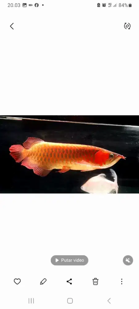 Arwana super red 45cm