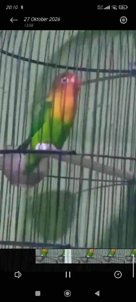 Lovebird betina fighter Fullset
