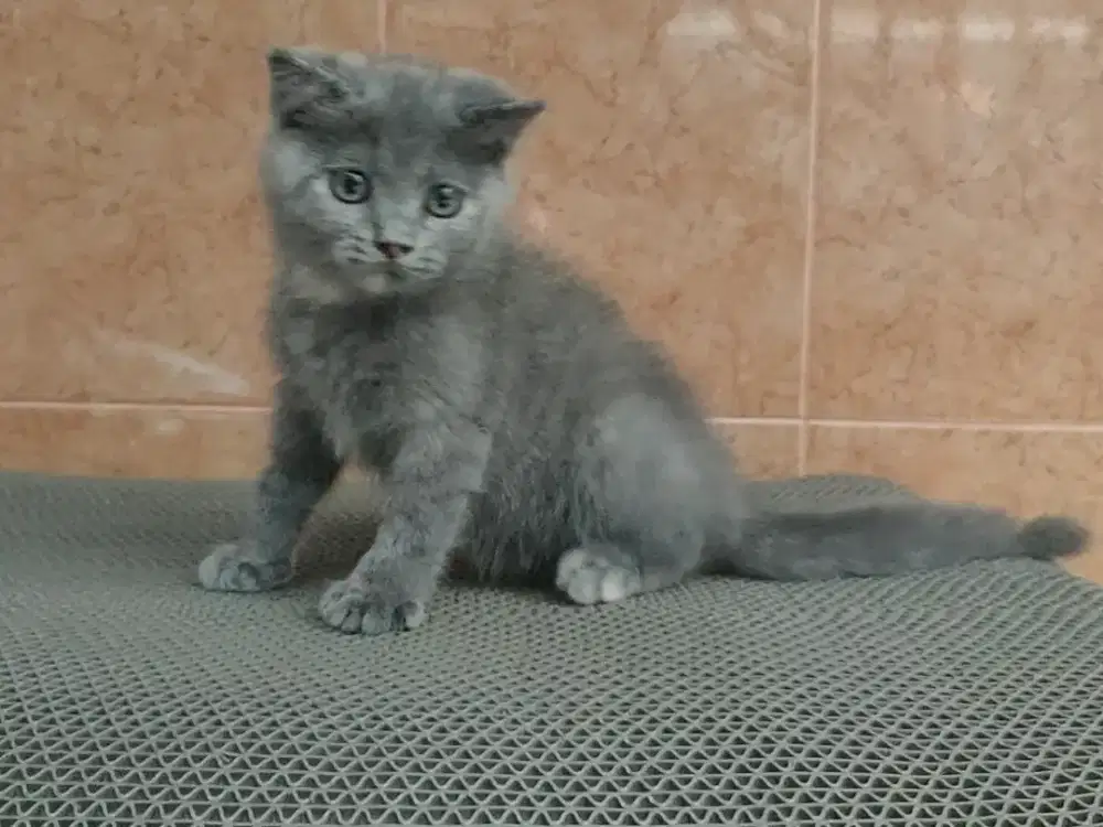 Kucing/ kitten BSH Scottish fold betina