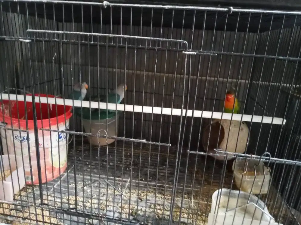 Jual Burung Lovebird 4 ekor satuan atau di rad