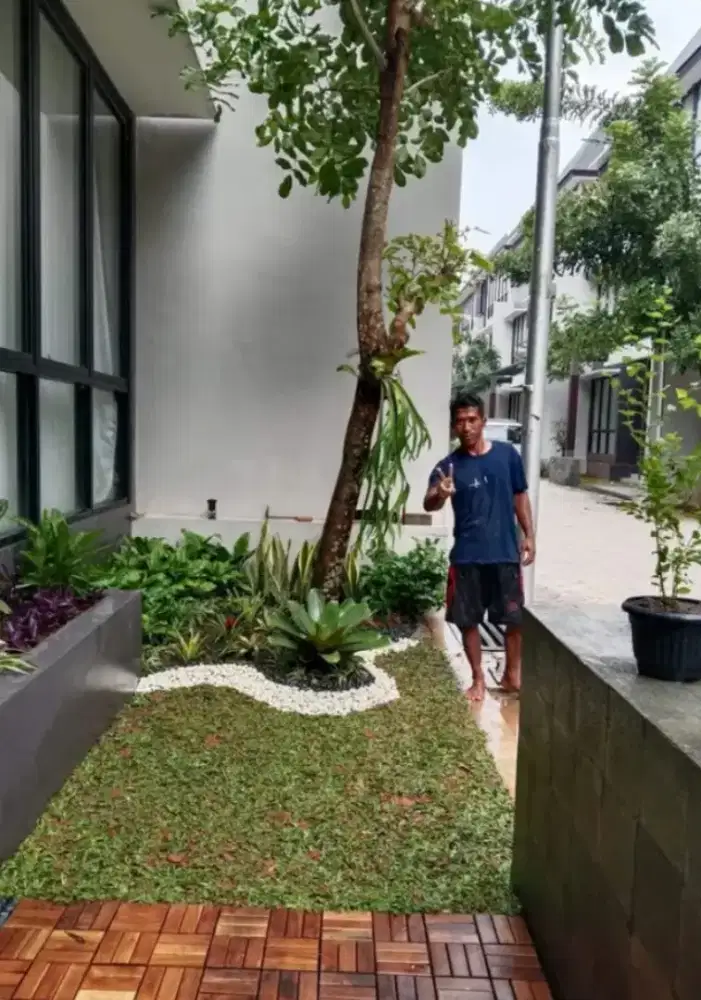 Rumput gajah mini harga termasuk ongkir dan jasa tanam 40.000/meter