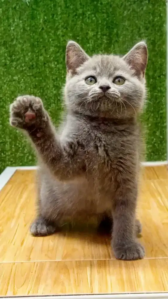 British Shorthair BSH kitten