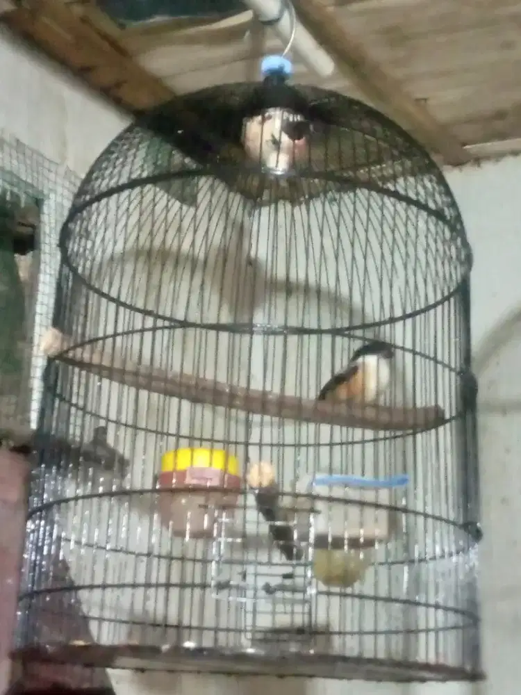 jual burung pentet Jawa timur burja