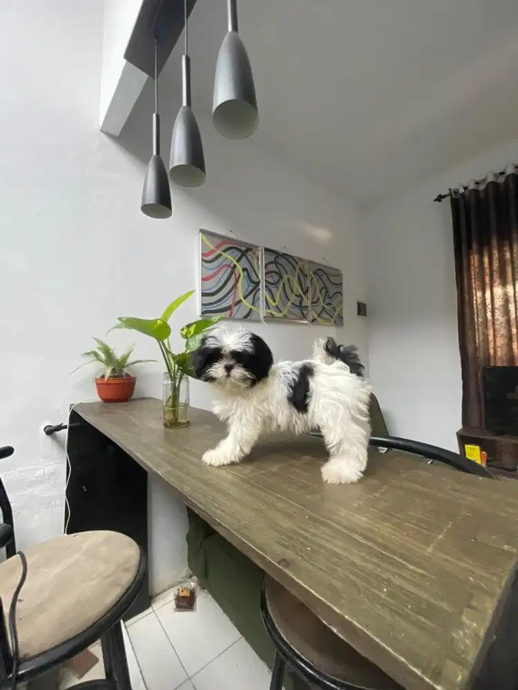 Shihtzu puppies gemoy