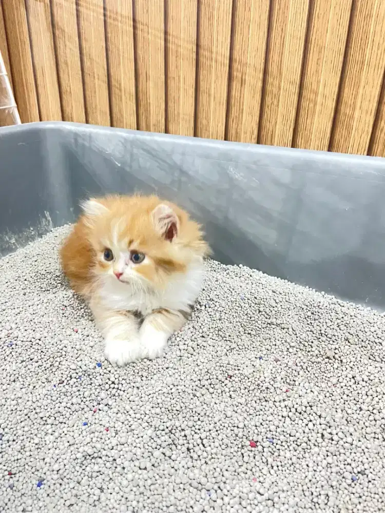 Kucing persia medium x peaknose