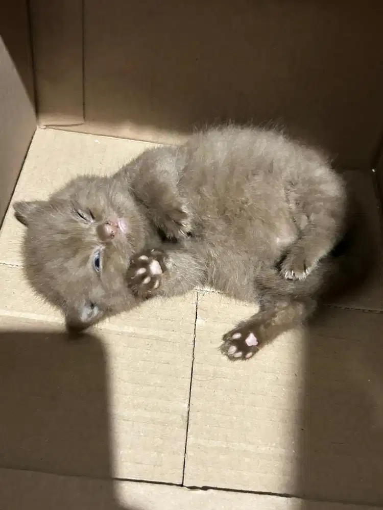 Kitten Cinnamon Betina
