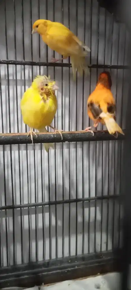 Burung kenari betina