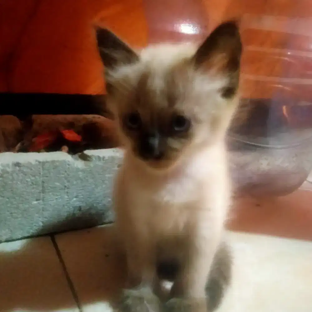 Over adopsi kitten betina siam silangan persia bulu kapas umur 2 bulan