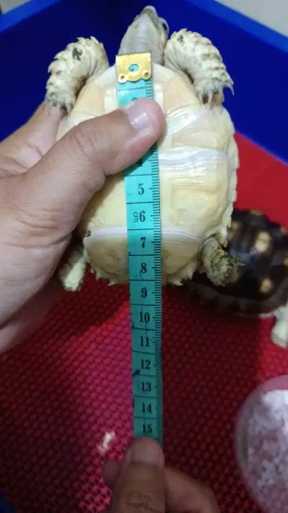 dijual sulcata jenis thinland jantan