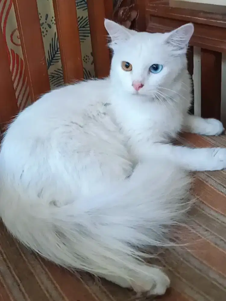Persia white solid Longhair ODDE EYES