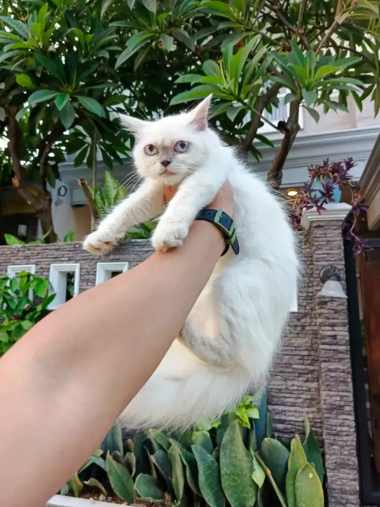 Himalaya longhair blue eyes