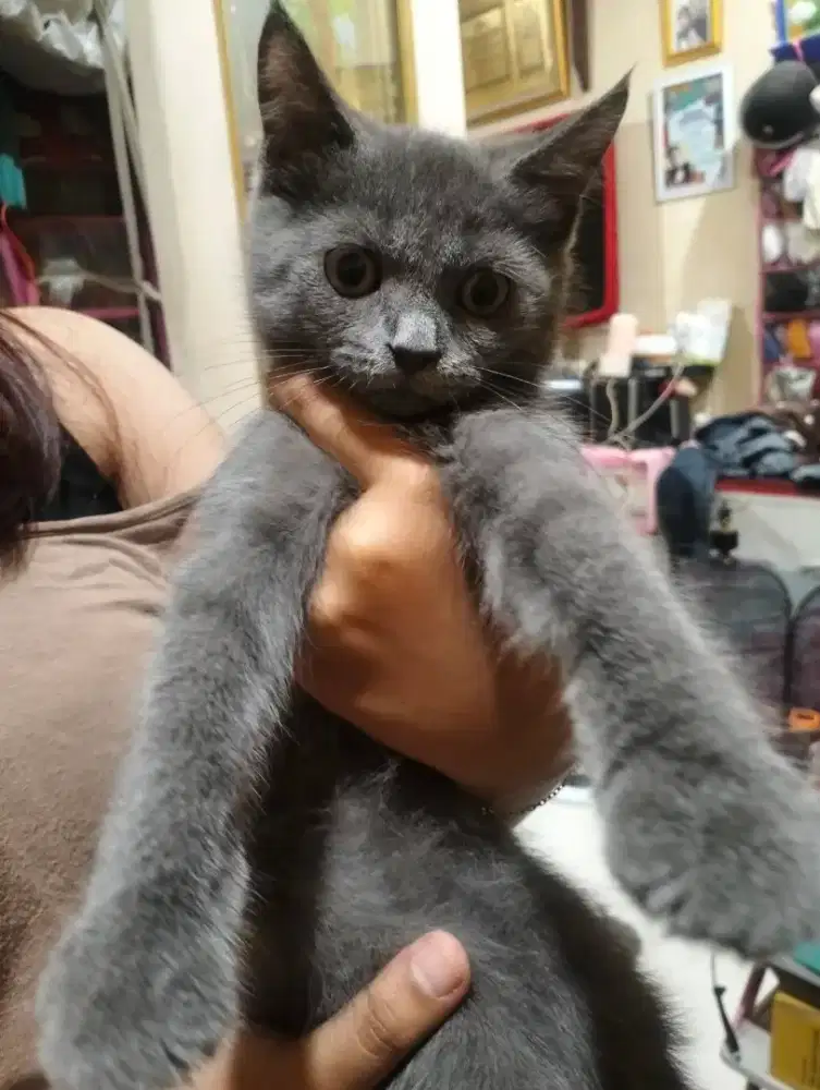 Jual kucing 4bulan