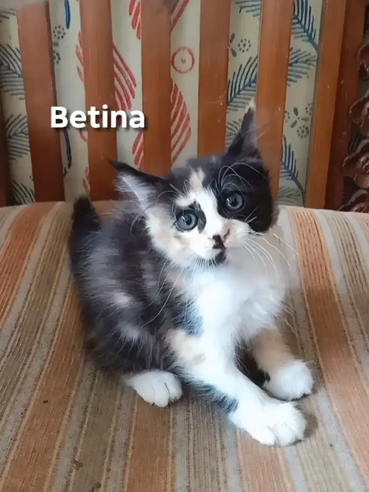Kitten Persia medium dan mix