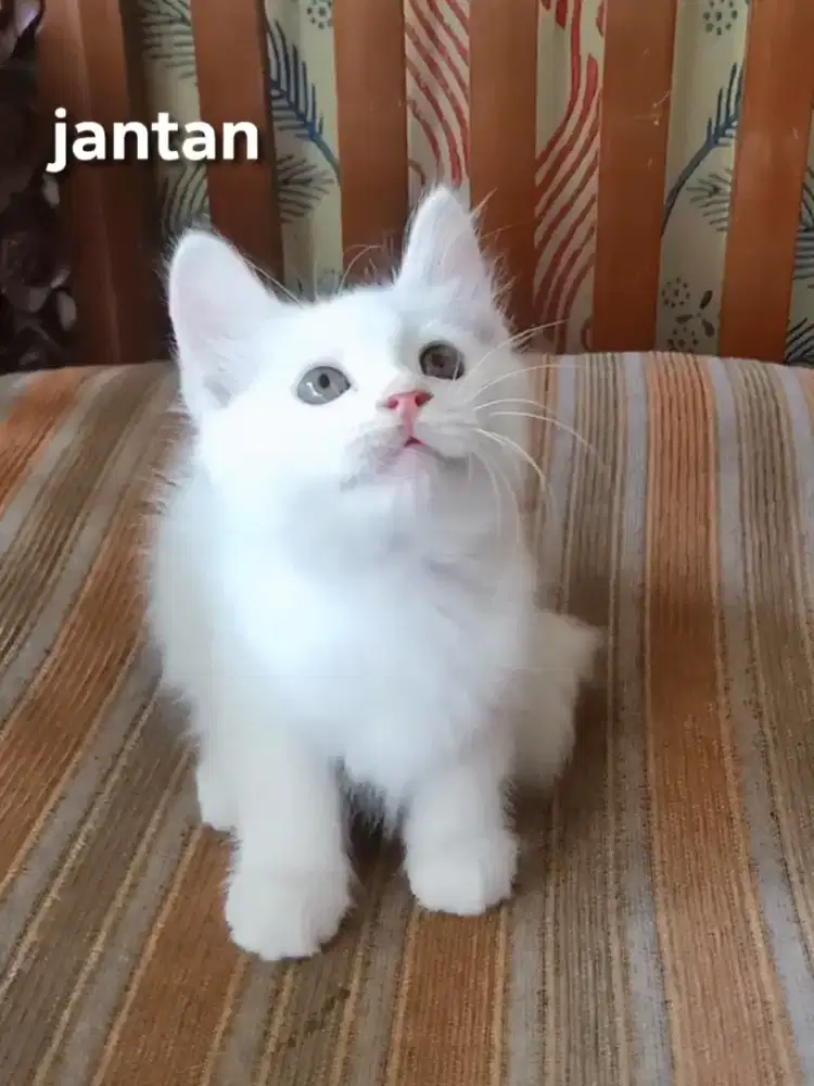 Kitten Persia medium