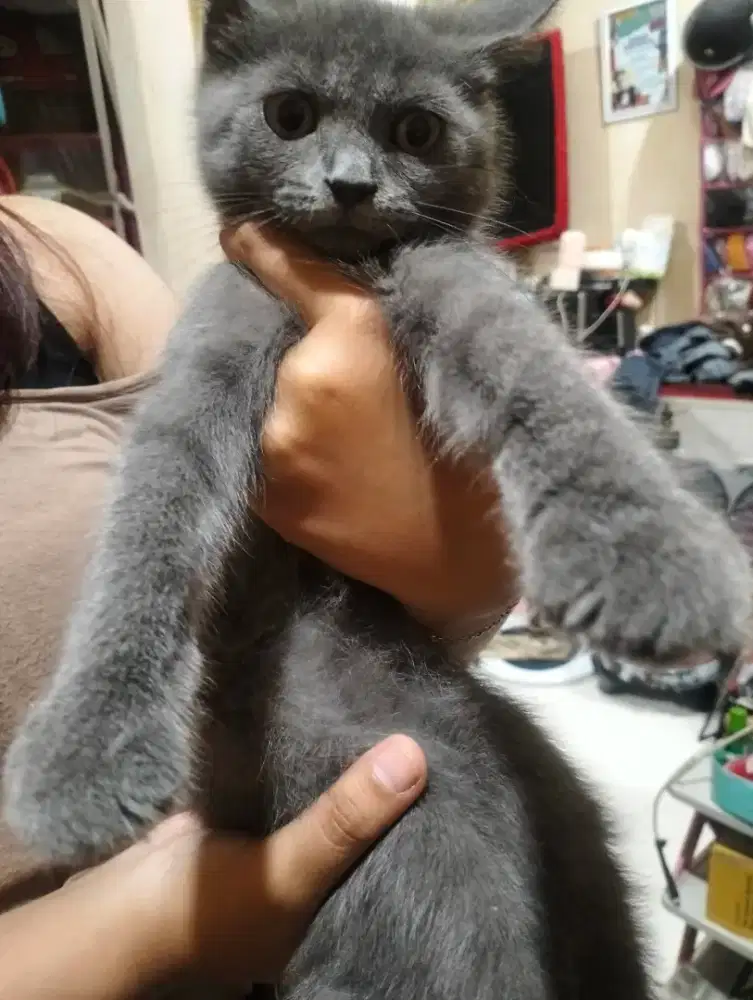 Kucing kitten 4bln jantan