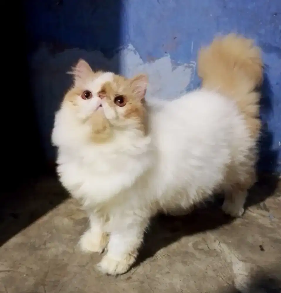 Jantan persia peaknose bukan BSH atau munchkin