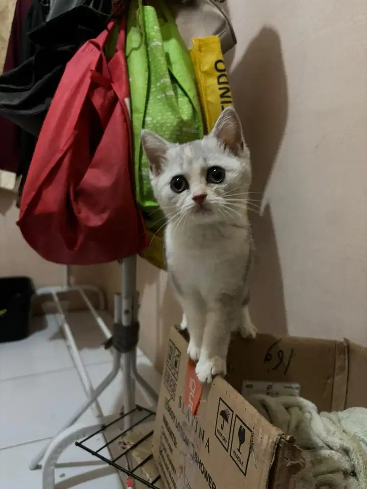 Lepas Adopsi British Short Hair ada jantan dsn betina