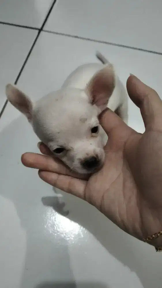 Ras mini chihuahua mix