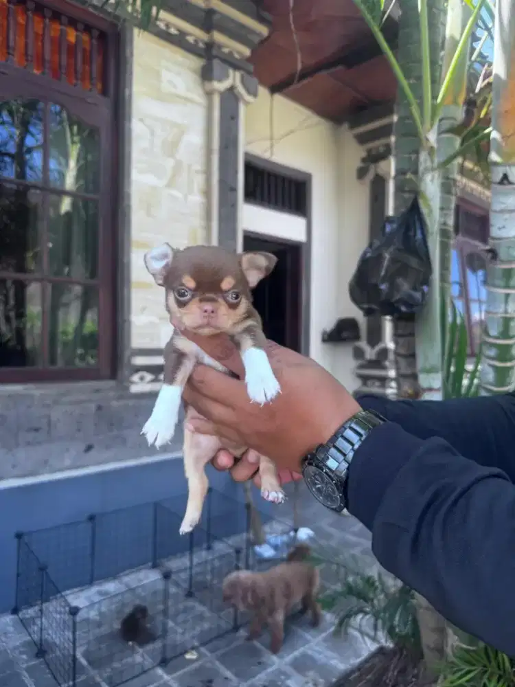 Chihuahua Stambum