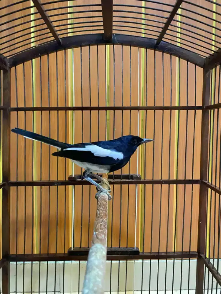 Jual burung Kacer 4 larasan