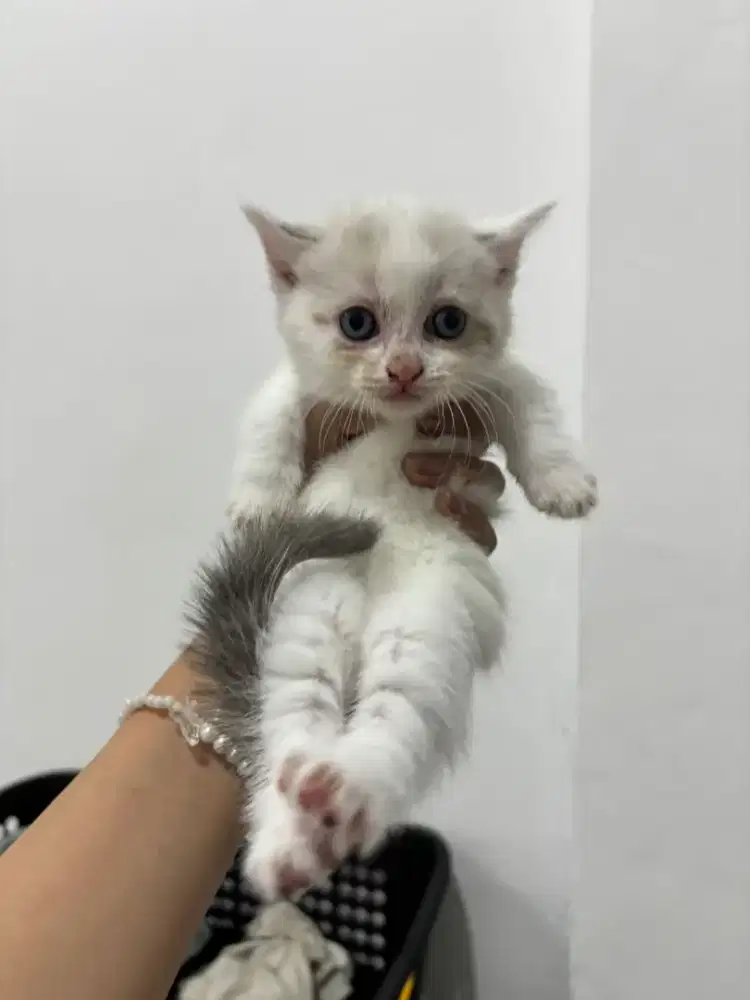 Mencari adopter penyayang kucing