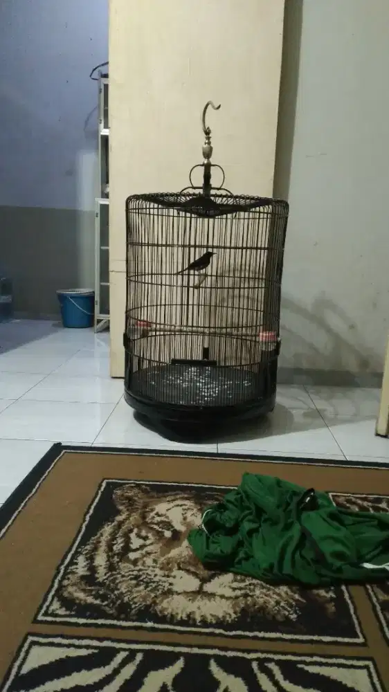 Jual Burung Murai Batu