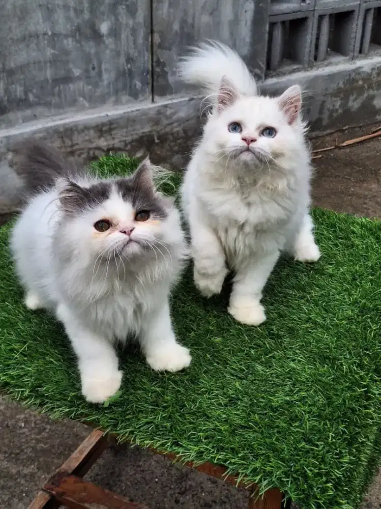 kucing kitten anakan anakan anggora ragdoll himalaya mainecoon