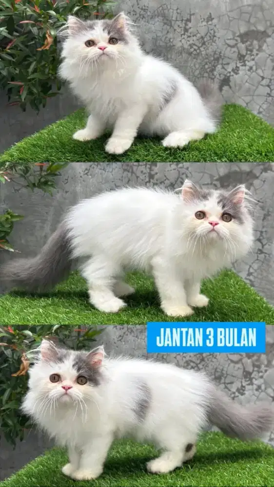 kucing kitten anakan anggora persia munchkin british ragdoll
